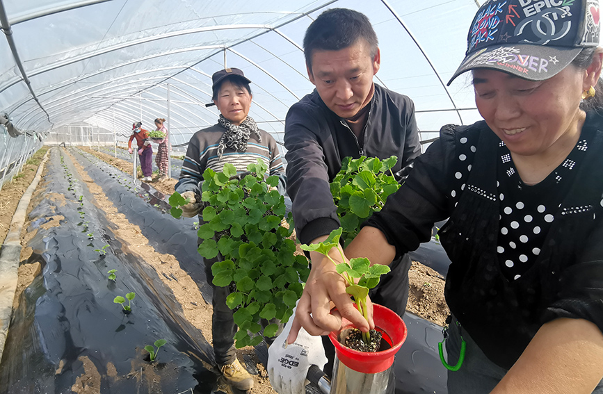 种苗神器是介于人工与机械播种秧苗的便利农具，效率是人工种植的10倍