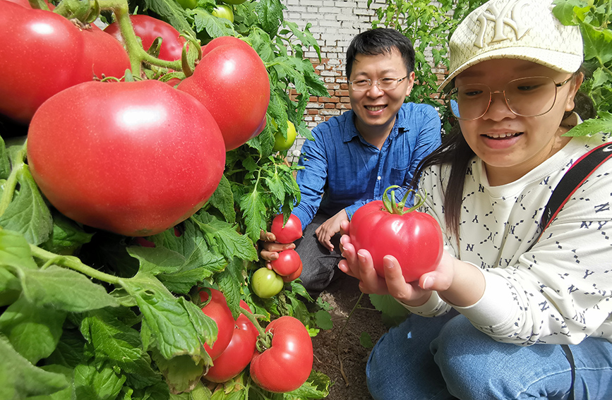 前来采摘的游客对西红柿爱不释手。陈立兴摄