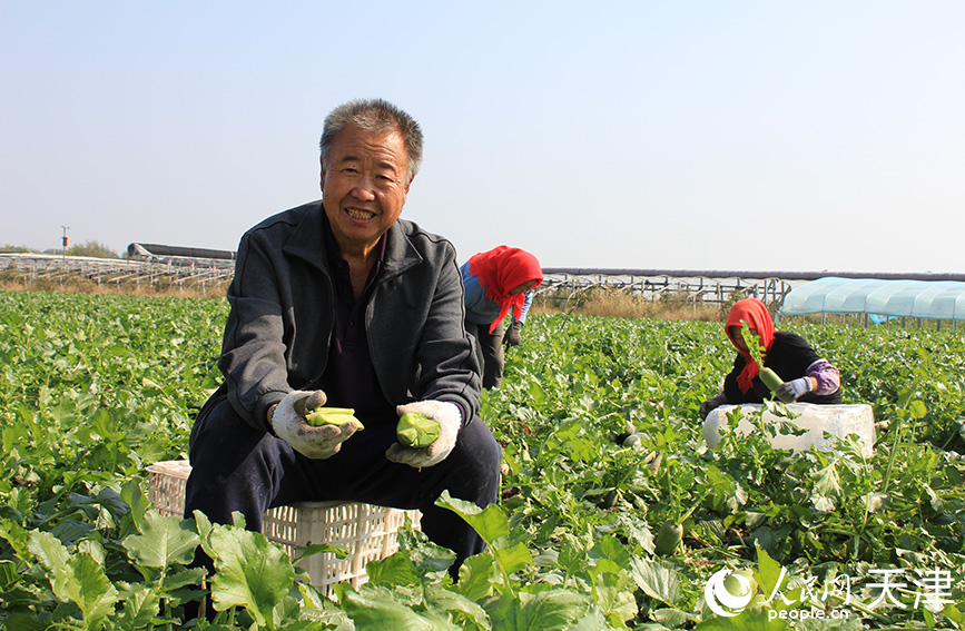 农户直接将萝卜切开，生吃爽脆。人民网 张静淇摄